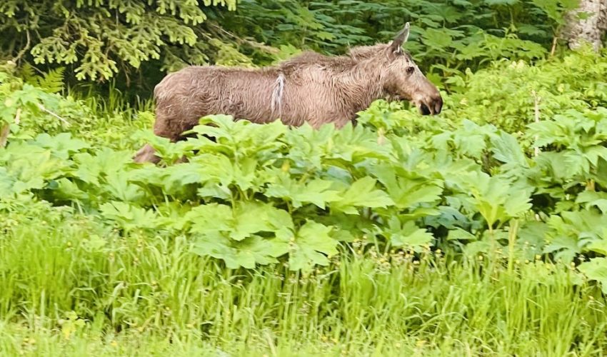 Moose-1 Moose-1