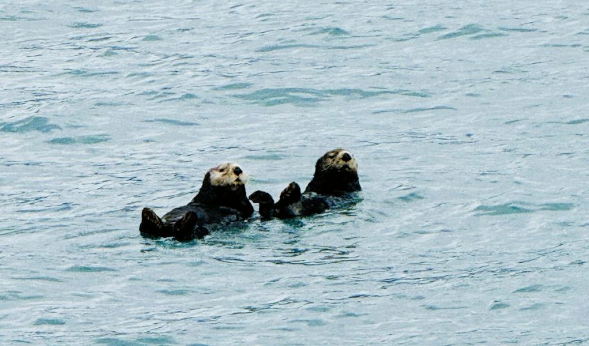 Otter-1 Otter-1